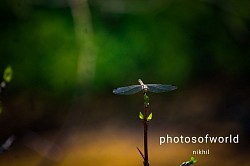 Dragon fly