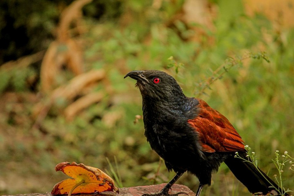 Parli, maharastra